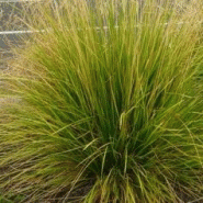 Descampsia cespitosa - canche cespiteuse Descampsia cespitosa - canche cespiteuse