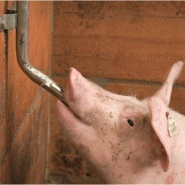Systeme d'abreuvement automatique pour porcs