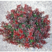 Pepinieres Du Bois De Pieton Planter Une Haie