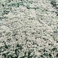 Vivace basse - limonium tataricum Vivace basse - limonium tataricum