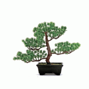 Bonsai pin dans pot H 27 cm