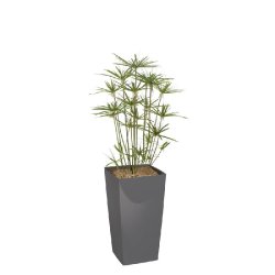 PAPYRUS artificiel en bac carré en plastique