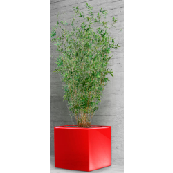Jardinière Cubico - Forme cubique - Bac étanche 65L avec réserve d'eau et thermolaquage RAL
