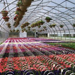 Serre tunnel maraîchère avec porte simple ou double - Largeurs de 25 pi à 42 pi - Ovaltech MC