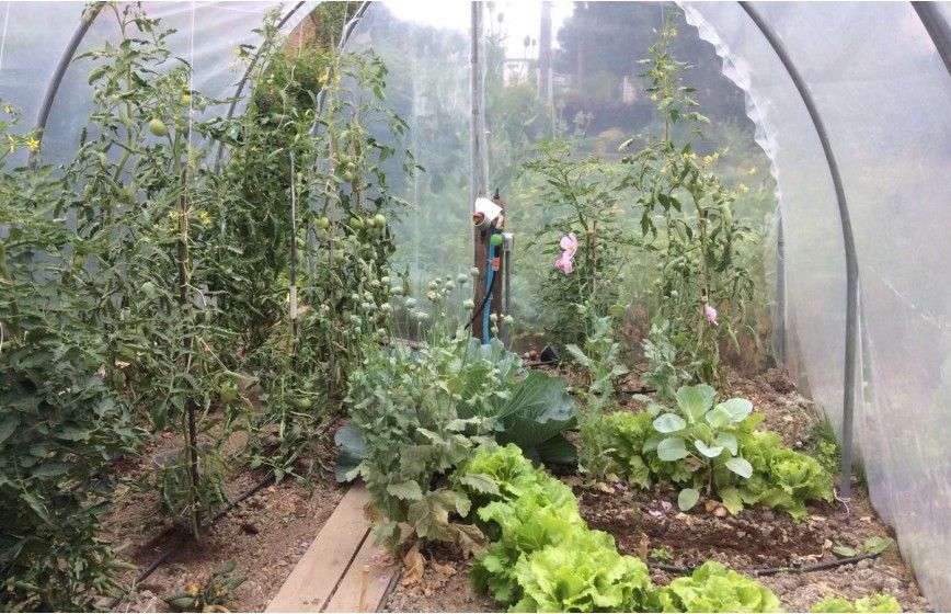 Serre de jardin simple, fonctionnelle et pratique pour tous les jardins en gardant une hauteur conséquente- ESSENTIELLE_9