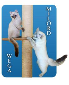 Magnet 3D multiforme avec design unique et impression haute précision