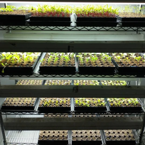 Winstrip  - lot de 5 plaques de semis - winstrip 50, 50, L4,06xl4,06xh6,91cm_9