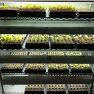 Winstrip - Lot de 5 plaques de semis - Winstrip 72, 72 cellules - 50x25 cm - Plastique recyclé sans BPA_9