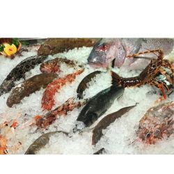 Machine de fabrication de glaces écaillées - 500 kg/24h - Réf. TST02-ET_1