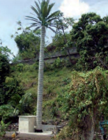 Pylônes arbres accès extérieur - Palmier royal - 10 à 30 m - Tronc marron_1