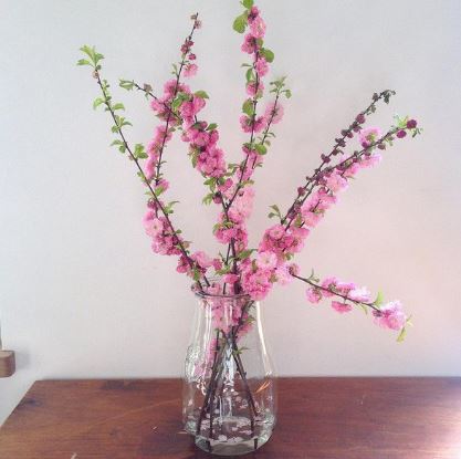 Bocaux en verre WECK Corolle® 2700 ml - Ø 100 mm - avec couvercles en verre et joints (clips non inclus) - WN000020_1