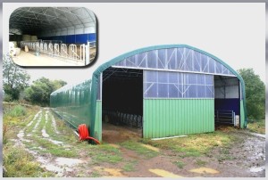 Tunnel d'élevage de 12.80m de large pour  tout type de production bovine_1