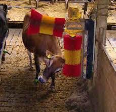 Brosse à vaches - Krazzmaxx/Macoba - Détection de chaleur et suivi sanitaire_1