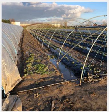 Fraisier renforcé - serre tunnel professionnelle - Serres Natural - largeur 4,00m avec porte panneau mobile_1
