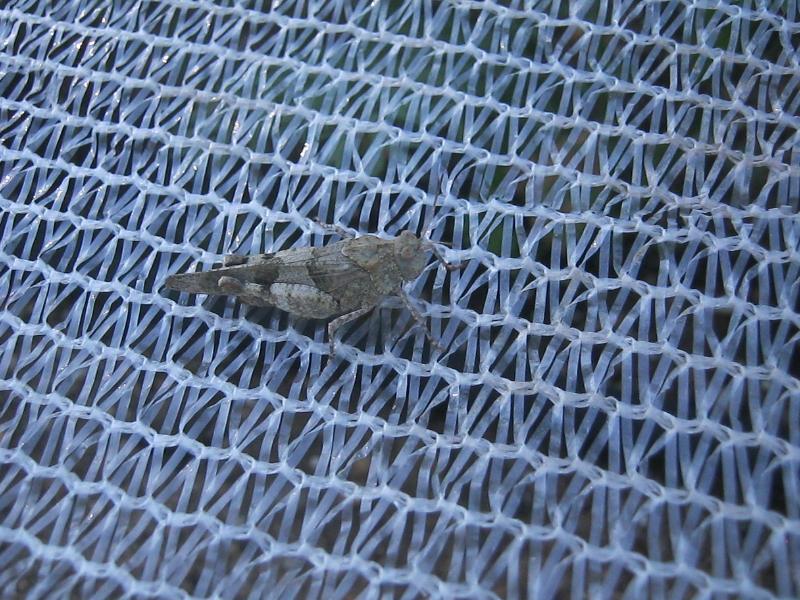 Filet anti-insectes Climatex - croissance et protection climatique - 2 m - PE HD tricoté, 38g/m²_1