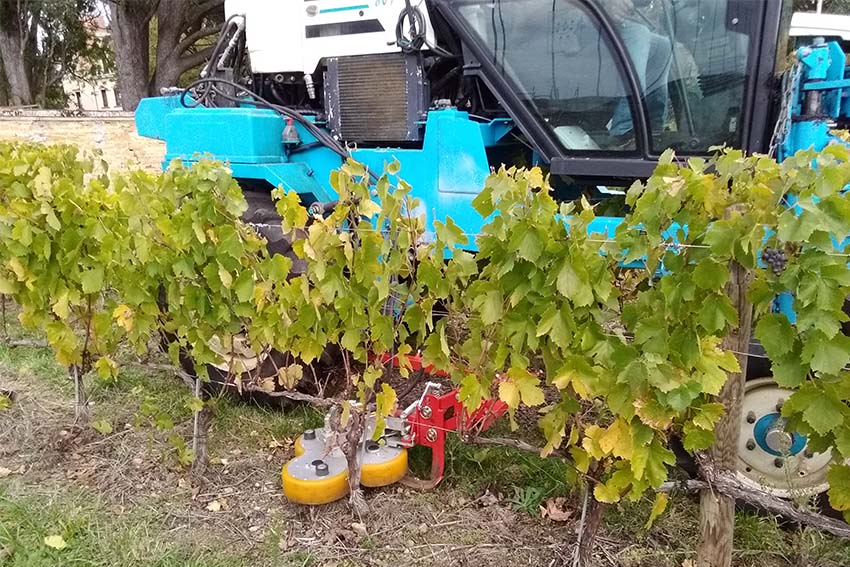 Tondeuse interceps - Vignes Basses_1