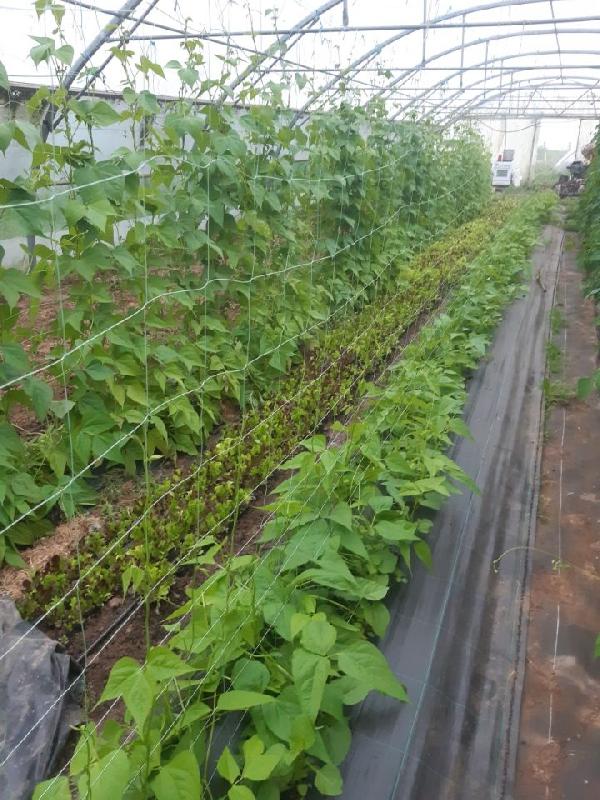 Filet à ramer bio* - 15x15 cm, 1.85x250 m_1