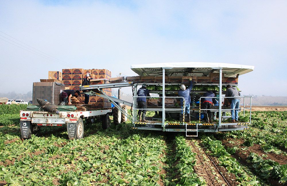 Grand récolteuse autotractée sur chenilles 9200 Lattuga - Ortomec SRL - moteur turbo-diesel 74 CV - personnalisable pour laitues pommées_1