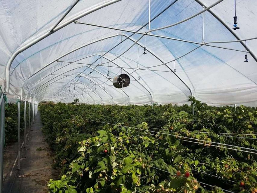 Serre à travées multiples à structure gothique conçue pour les régions soumises à de fortes chutes de neige - Multieasy_1