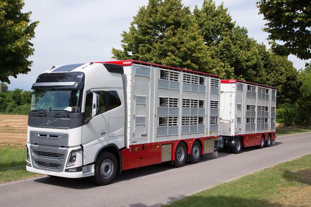 Rba32 - remorque bétaillère - carrozzeria pezzaioli - essieux jumelés simples fixes de 10000 kg_1