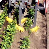 Bineuse K.U.L.T.-Kress pour binage en pépinières