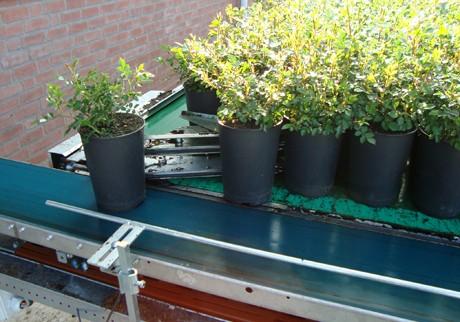 Convoyeur de tri Javo JAR - système breveté pour pots ronds avec tapis de regroupage_1