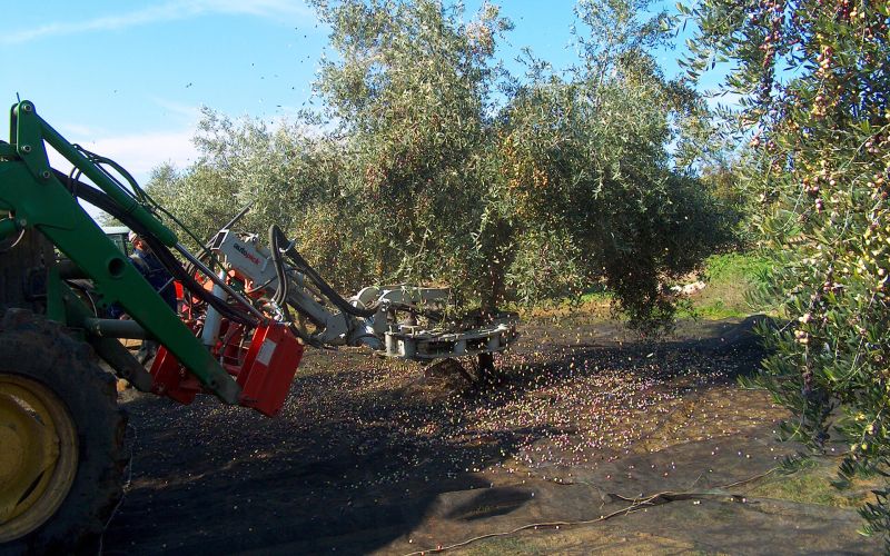 Pick gt - vibreur d'arbre fruitier - arcusin - parfaite couverture de vibration_1