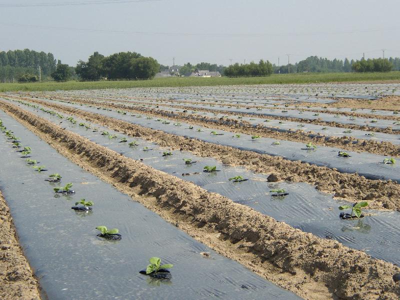 Film agricole de paillage microperforé biodégradable - 120cm x 1500m, 15µ, PLA, norme EN 17033_1