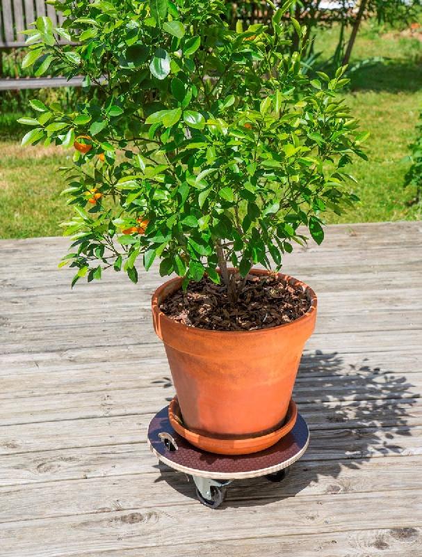 Support à roulettes - Flora Roll Strong - 40 cm - bois très résistant_1