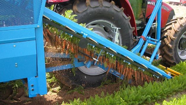 Récolteuse de carottes CF 300 - Carpi Meccanica S.N.C - mono-rang demi-portée, courroies, système de tri hydraulique_1