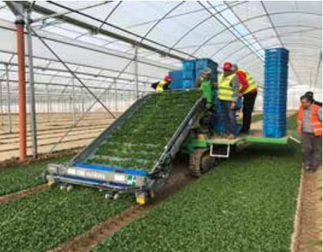 Récolteuse SLIDE TRAX VALERIANA - Hortech SRL - pour mâche en serres et plein champ - vitesse max 7 km/h_1