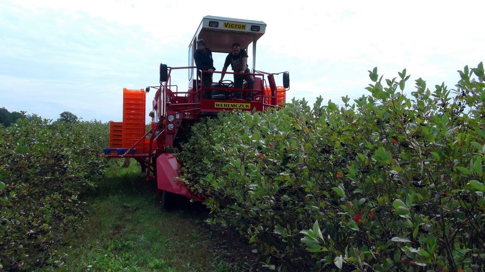 Récolteuse à baies VICTOR - Weremczuk - automotrice, productivité 0,3 à 0,6 ha/h - vitesse max 2 km/h_1