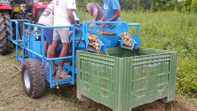 Récolteuse de pommes de terre K600 - Carpi Meccanica S.N.C - détéreuse remorquée avec bande de sélection hydraulique_1