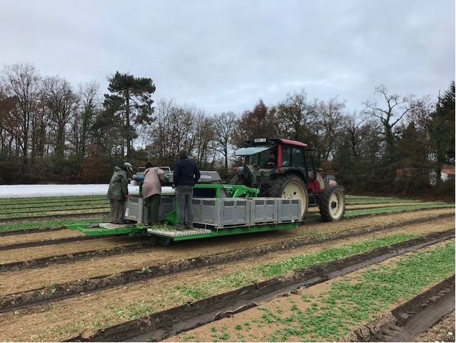 Récolteuse Slide T Valeriana - Hortech SRL - pour mâche - puissance tracteur 60-90 HP_1