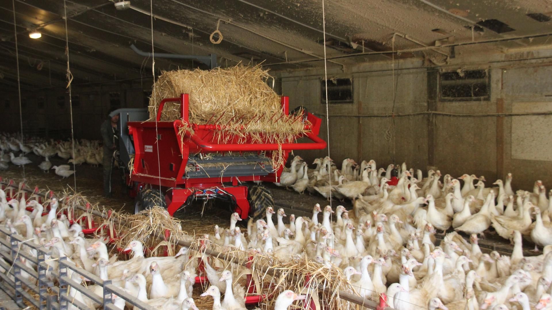 Dérouleuse pailleuse pour balles rondes jusqu'à 1,80 m de diamètre
