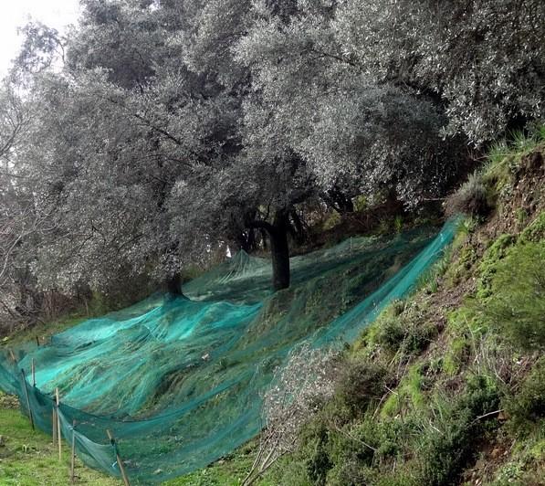 Filet de récolte Recoltex vert-noir - 6x8m - polyéthylène haute densité, maille rectangulaire, résistant aux UV et aux déchirures_1