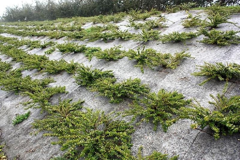 Paillage laine de mouton biodégradable 100% naturel* - 1.1m_1