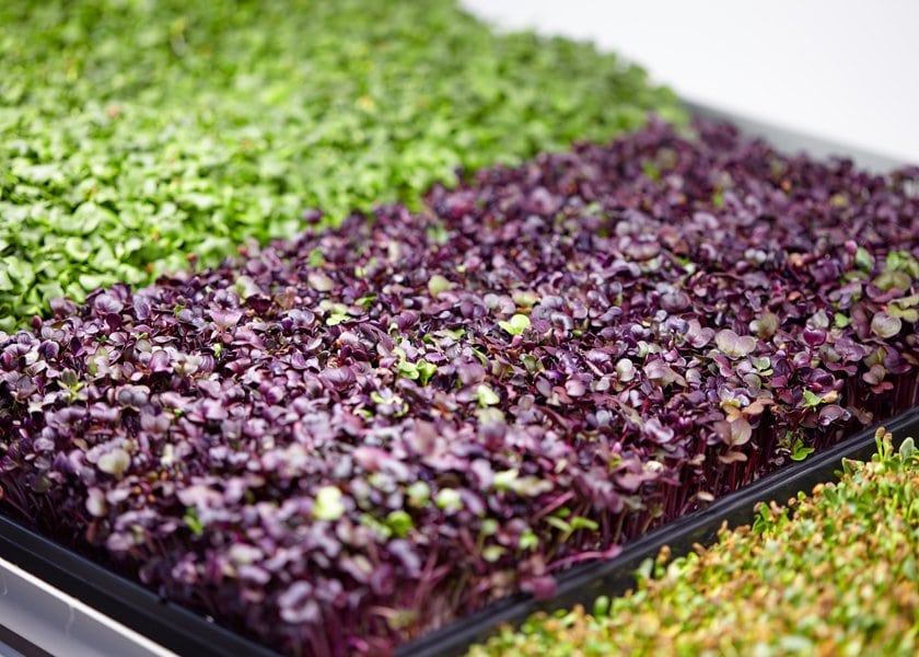 Kit pro g-tools semis & micropousses - armoire de culture - gt_bnza_sprtr_1