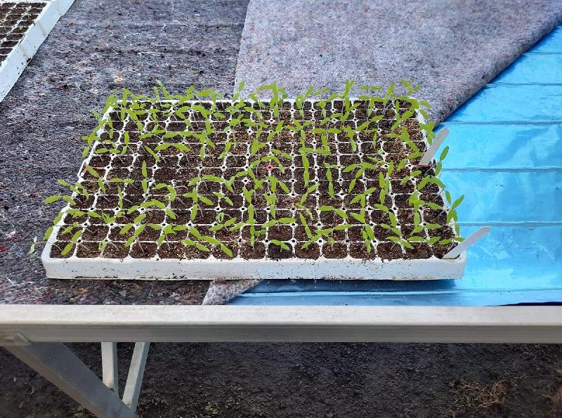 Nappe chauffante horticole - 0.70 x 2 m_1