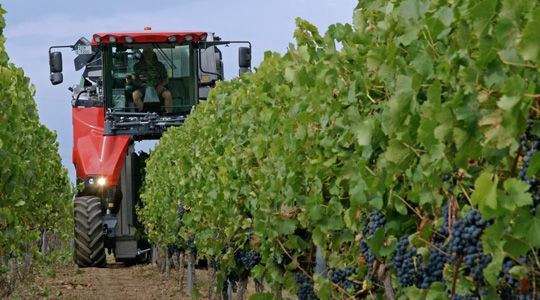 Vendangeuse ERO-Grapeliner pour récolte de raisin respectueuse des vignes