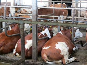 Tapis de couchage en puzzle Kkm - souplesse idéale et confort durable pour stabulation libre_1