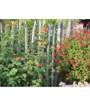 Ganivelle en écart - clôtures en bois - leneindre - de 6.8 et 10 cm_1