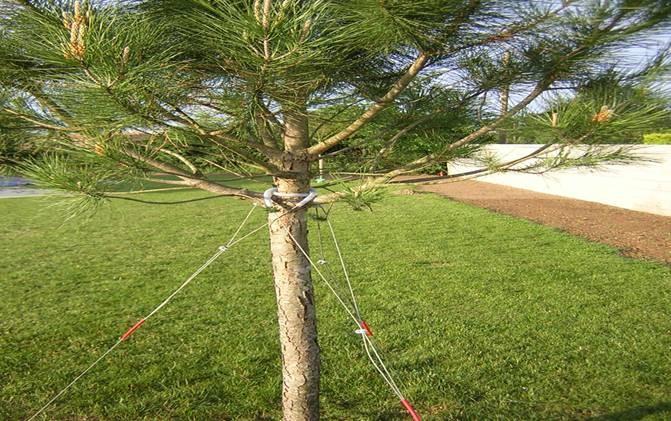 Système de haubanage pour arbres - 10/12 à 18/20 cm de diamètre - Longueur de 2 à 4 m_1