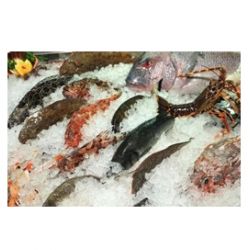 Machine de production de glace écailles - Capacité 200 kg par 24 heures - RÉF. TST01-ET_1