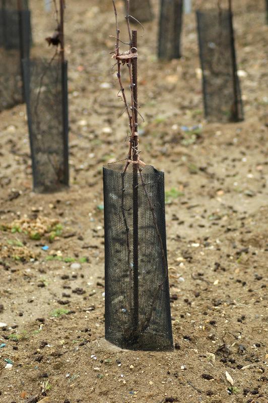Manchon de dissuasion - 14 cm, 50 cm, Bleu, 40g/ml, 8x8 mm - Protection des jeunes plants contre les rongeurs - Réf. 141701 - Marque Intermas_1