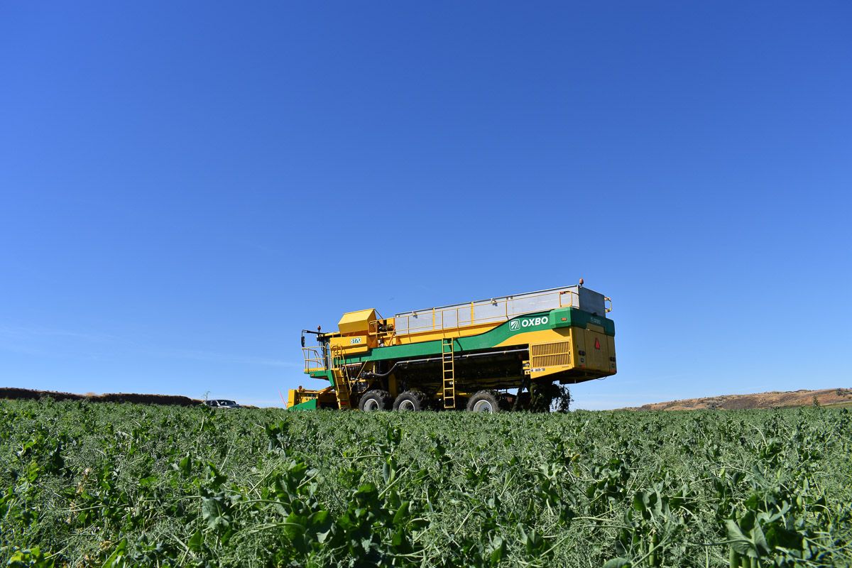 Arracheuse Oxbo 6170 - OxboCorp - trémie 2270 kg - moteur 450 HP - récolte pois, haricots lima et Garbanzo_1