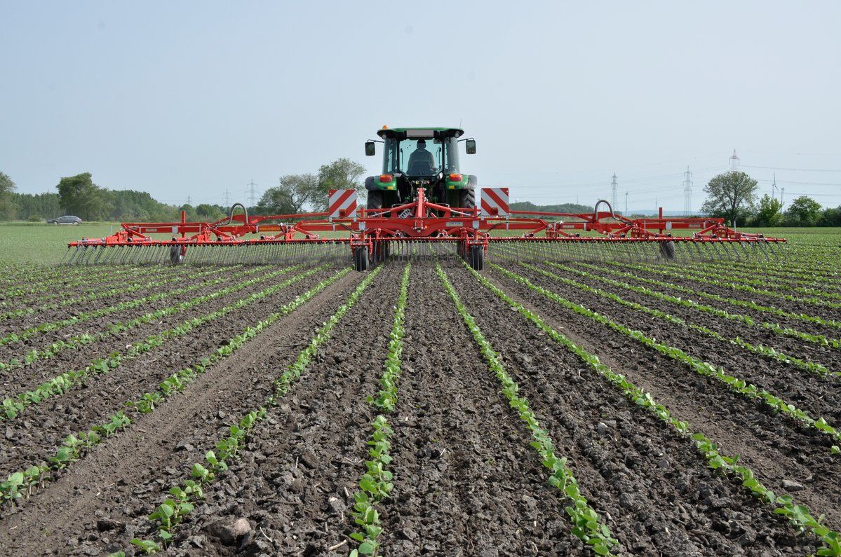Outil agricole pour étrillage du maïs, soja et tournesol