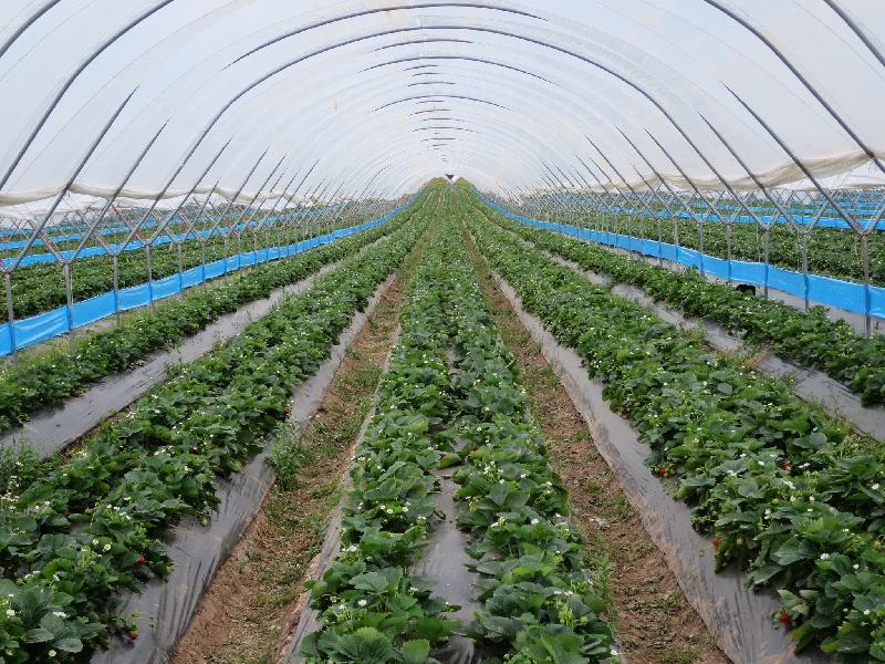 Bande engluée professionnelle 100m - Thrips et nuisibles - Bleu - Résistante aux UV_1