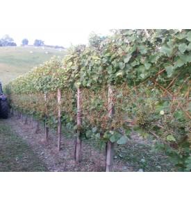 Euroar6uav - effeuilleuse - vitiwald_1