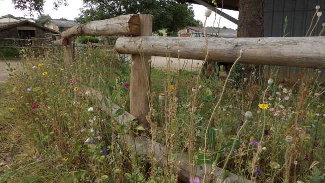 Clôture pour chevaux - clôtures en bois - les piquets couardais - nombre de piquets de 2?M_1
